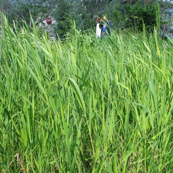 Μονάδα Τυποποίησης Κρέατος, Βόρεια Ελλάδα