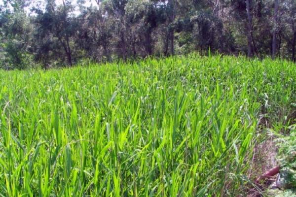 Χοιροτροφική Μονάδα, Βόρεια Ελλάδα